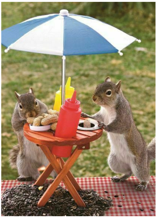 Squirrel Feeder Lunch Time 60 Pc